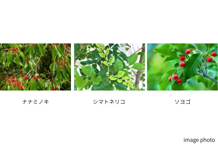 植栽のイメージ画像